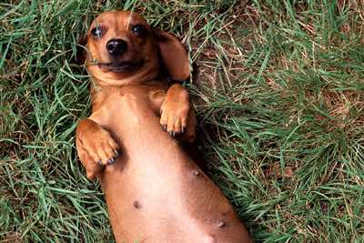 Smooth coated miniature dachshund, Berkshire.